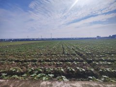 科技赋能解锁新时代大国粮仓的“聪慧暗码”